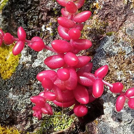 Гостьовий будинок Arcamyrtus Альгеро Екстер'єр фото