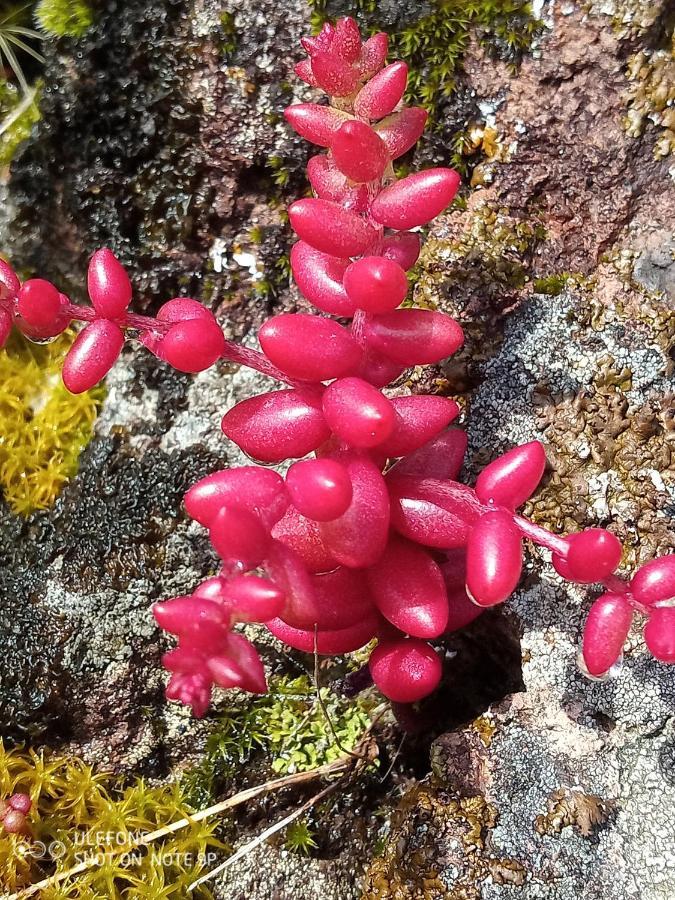 Гостьовий будинок Arcamyrtus Альгеро Екстер'єр фото